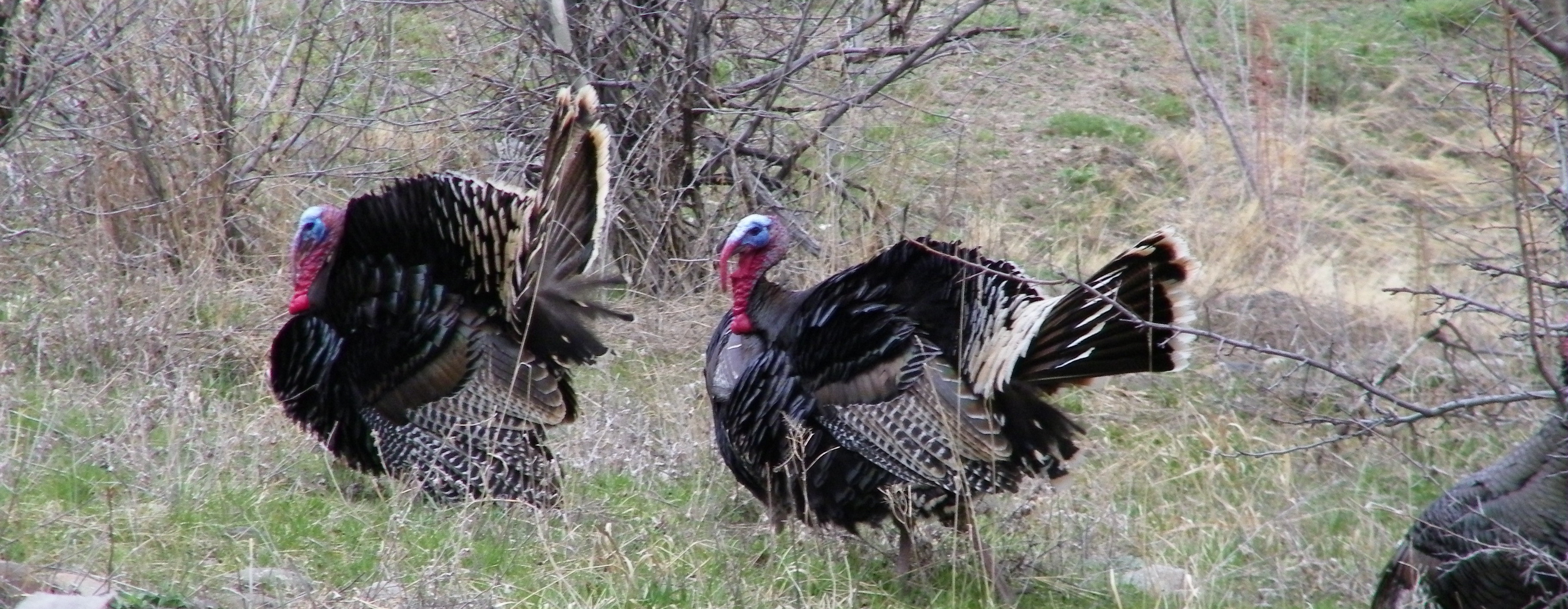 Turkey hunting