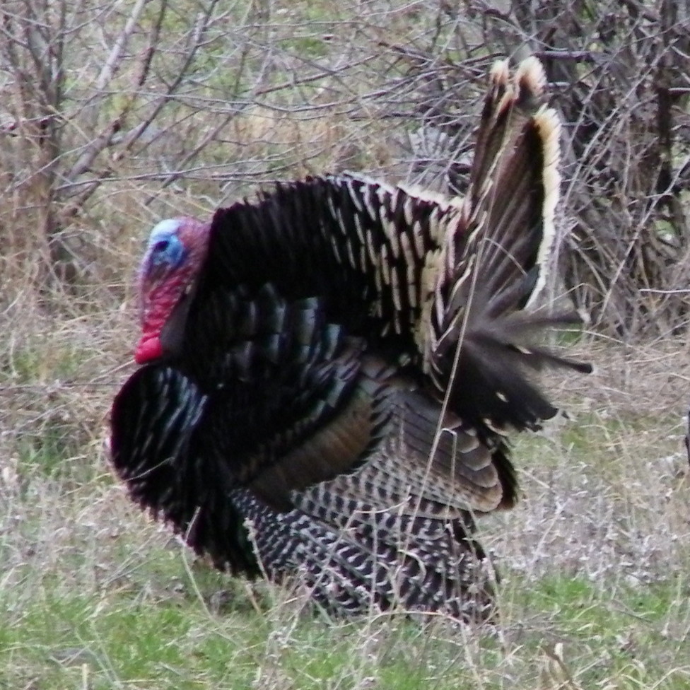 Colorado Turkey Hunt