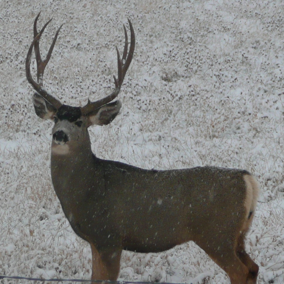 Big Game Hunts