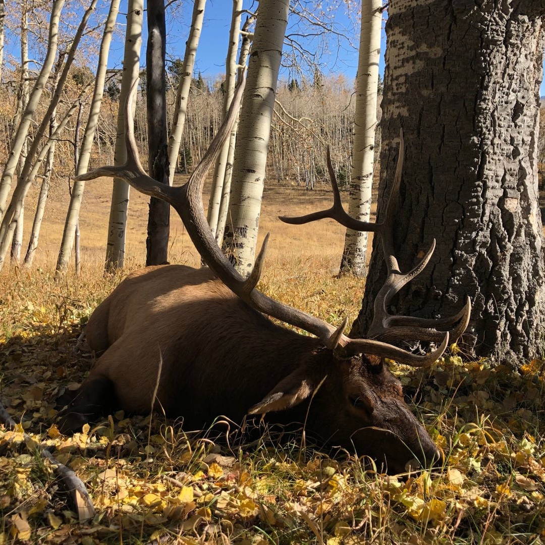 Big Game Hunts Unit 70 elk trophy