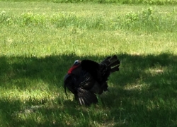 Spring Colorado Turkey Hunts 2016