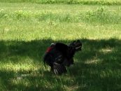 Spring Colorado Turkey Hunts 2016
